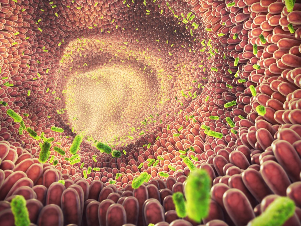 Intestinal microflora
