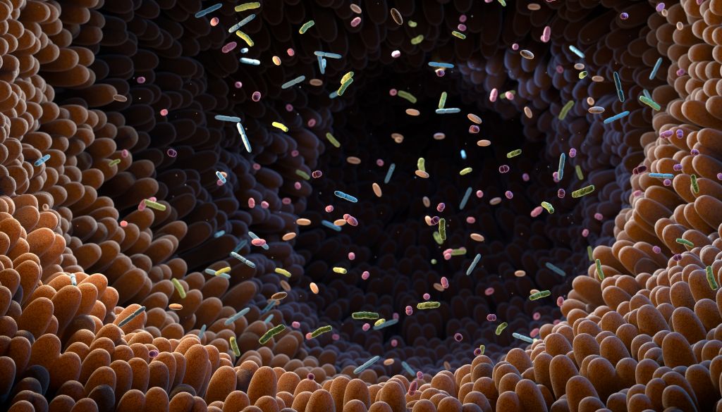 Gut microbiome illustration
