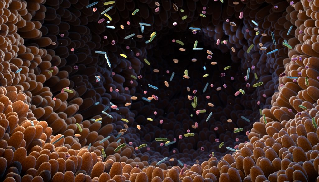 Gut microbiome illustration
