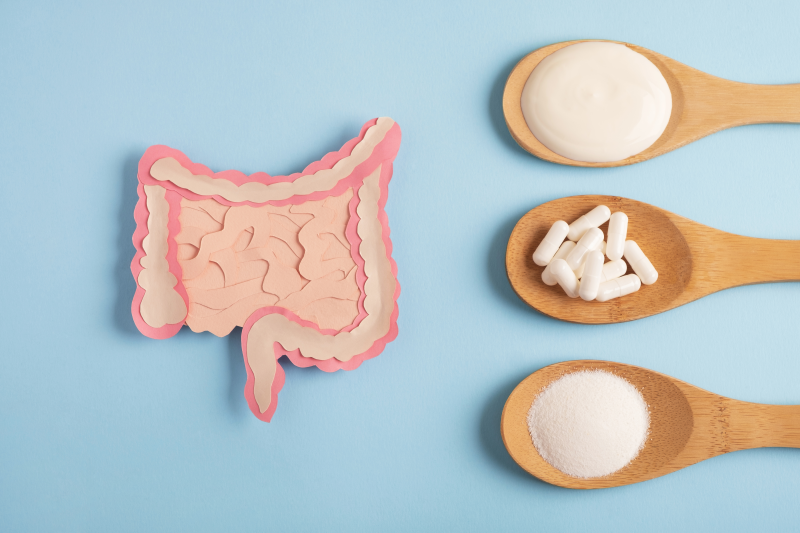 Intestine model with probiotics