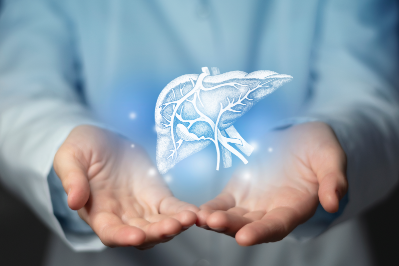Liver illustration