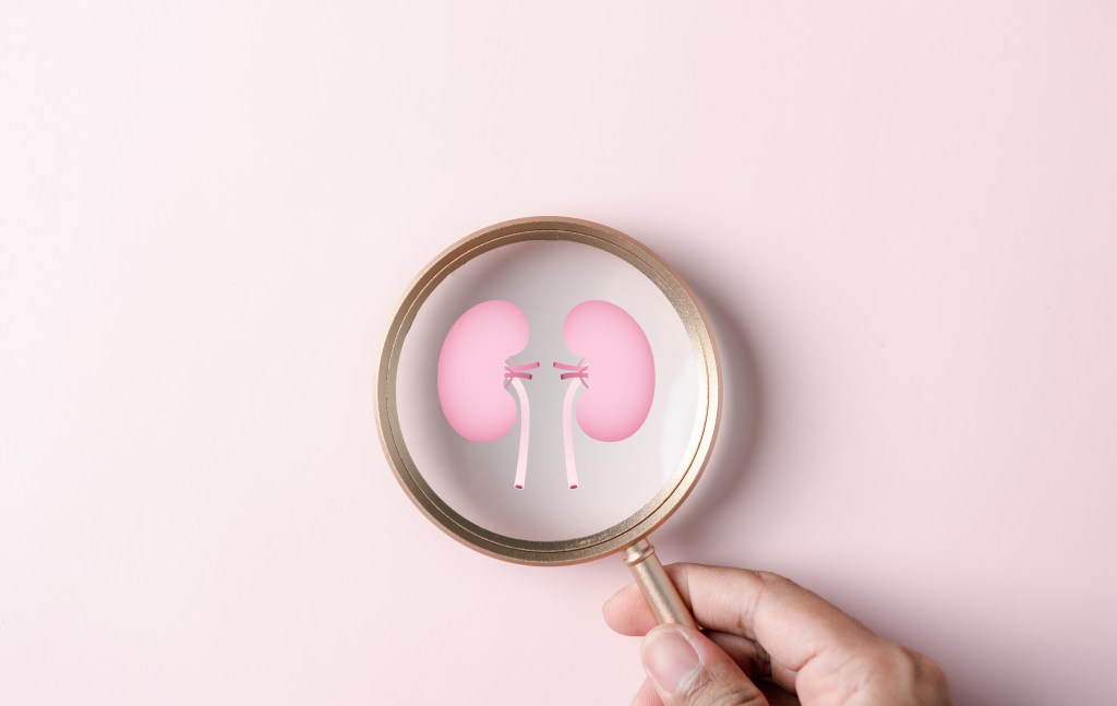 Kidney icon
