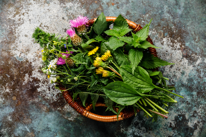 Medicinal herbs in a basket