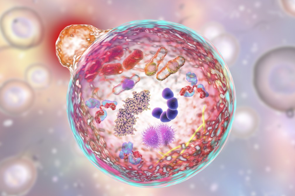 Autophagy vs. Ketosis: Key Differences and Benefits