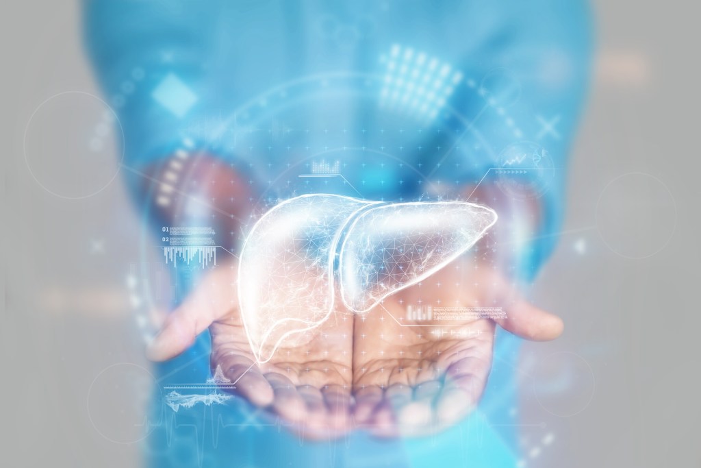 Liver concept
