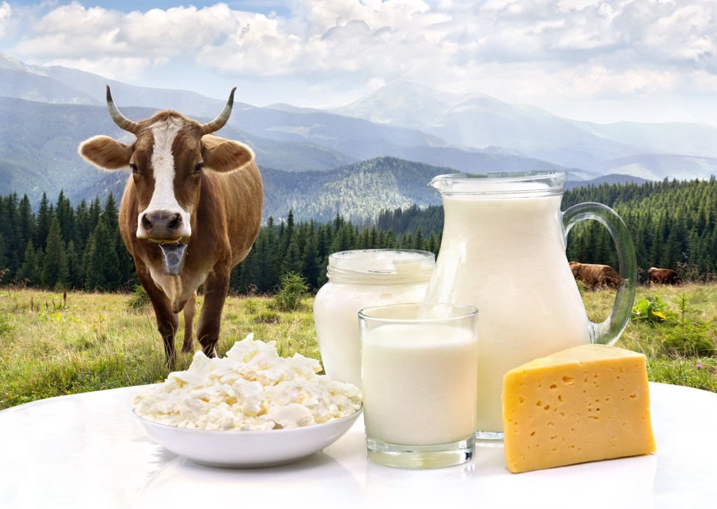 Grass-fed cheese and dairy products