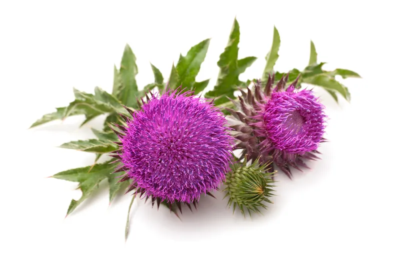 Milk thistle flowers