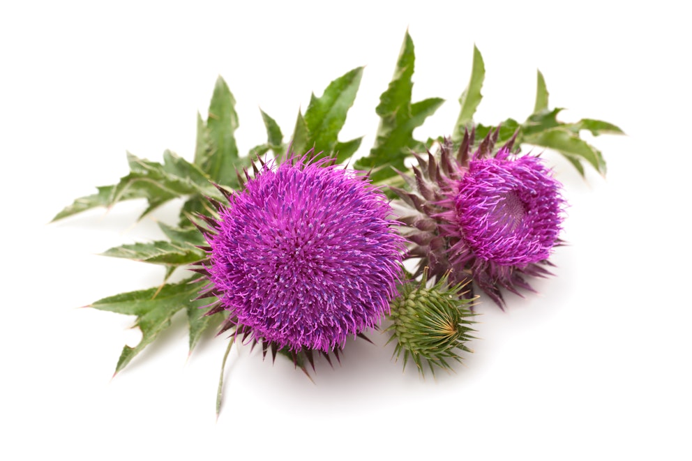 6 Incredible Milk Thistle Benefits Backed by Science