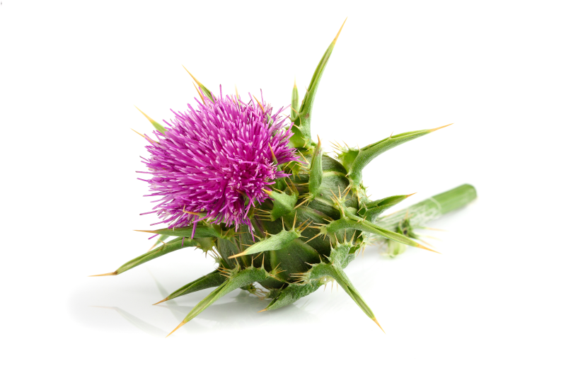 Milk thistle
