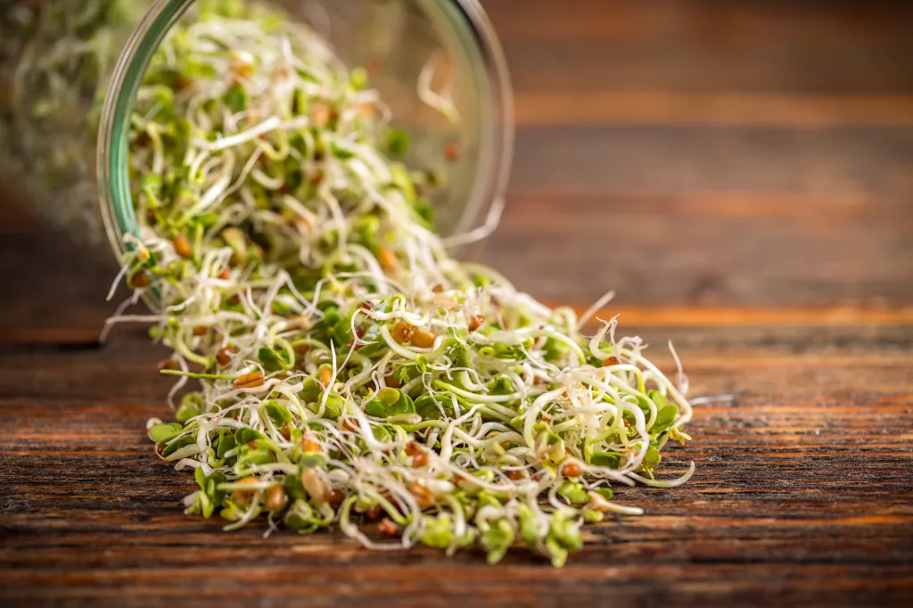 fresh sprouts in a mason jar