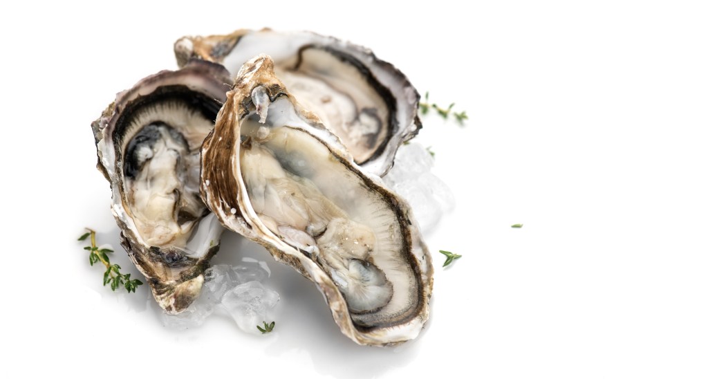 Oysters