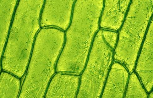 Chlorophyll: Benefits for a Healthy Gut