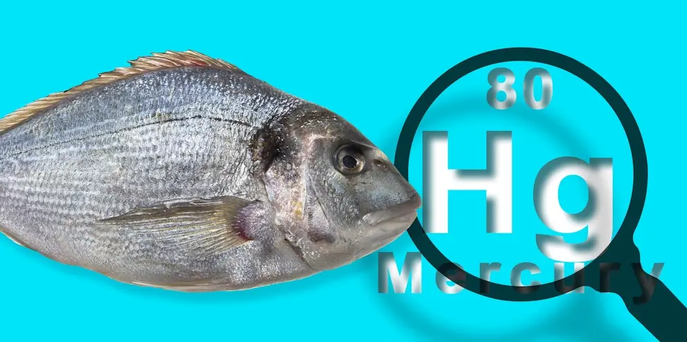 Fish and mercury concept