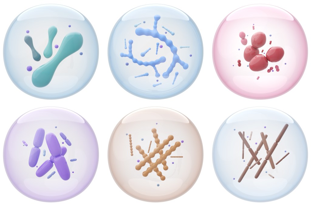 Microscopic illustration of probiotic strains