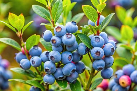 Can I Have Blueberries on Keto?