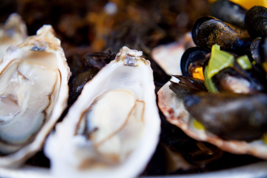 Oysters and mussels