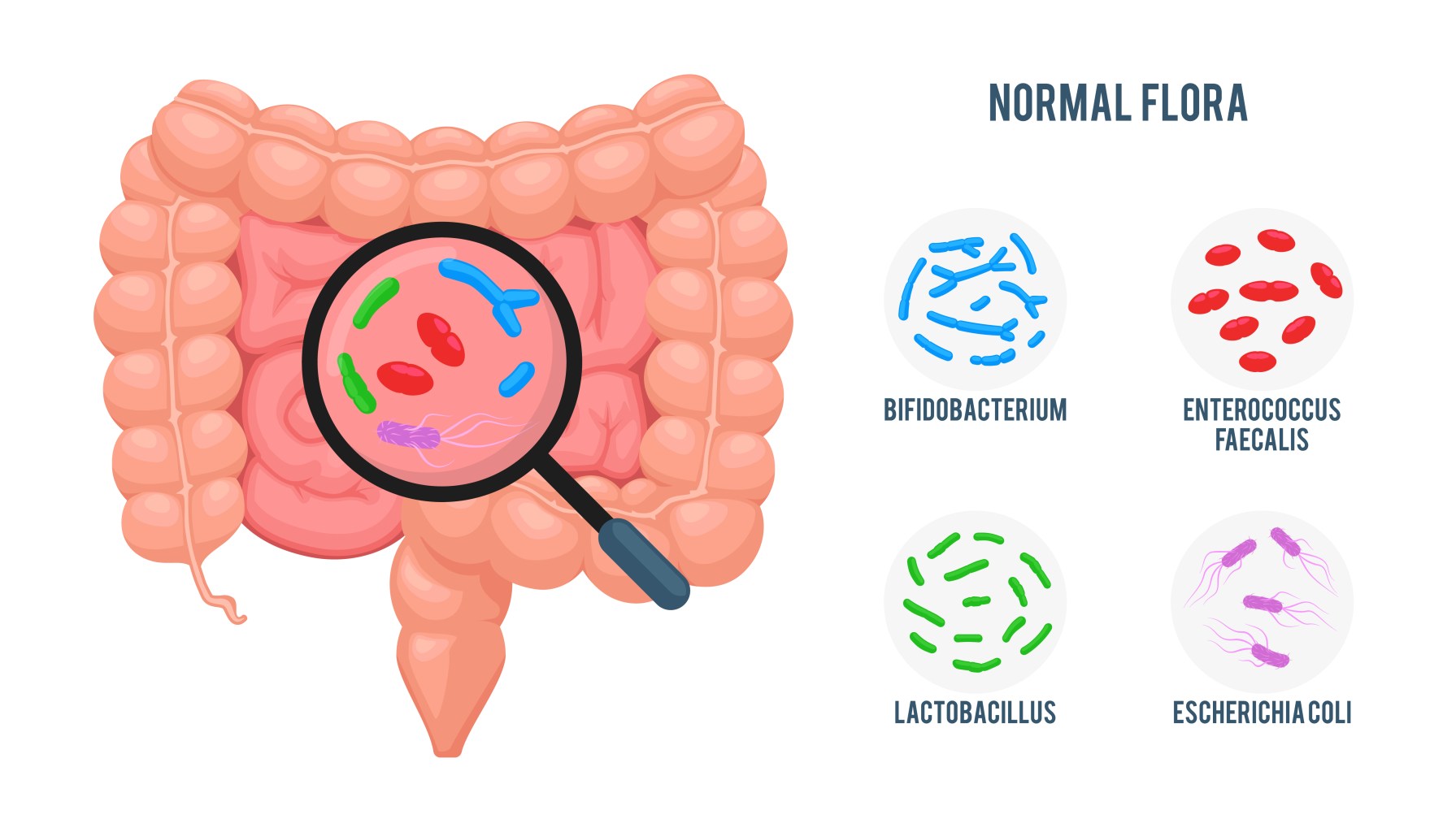 Gut microflora