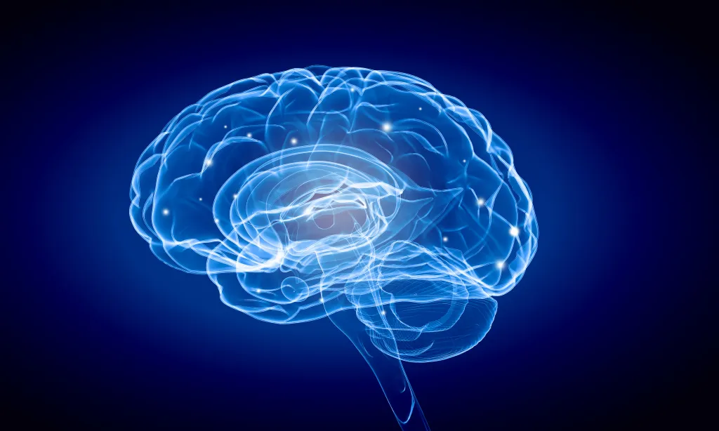 Brain function illustration