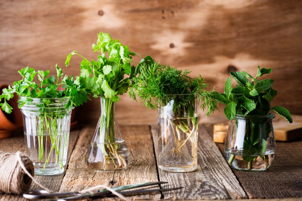 Fresh herbs preserved in water