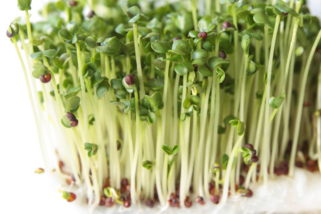 Close-up of fresh broccoli sprouts