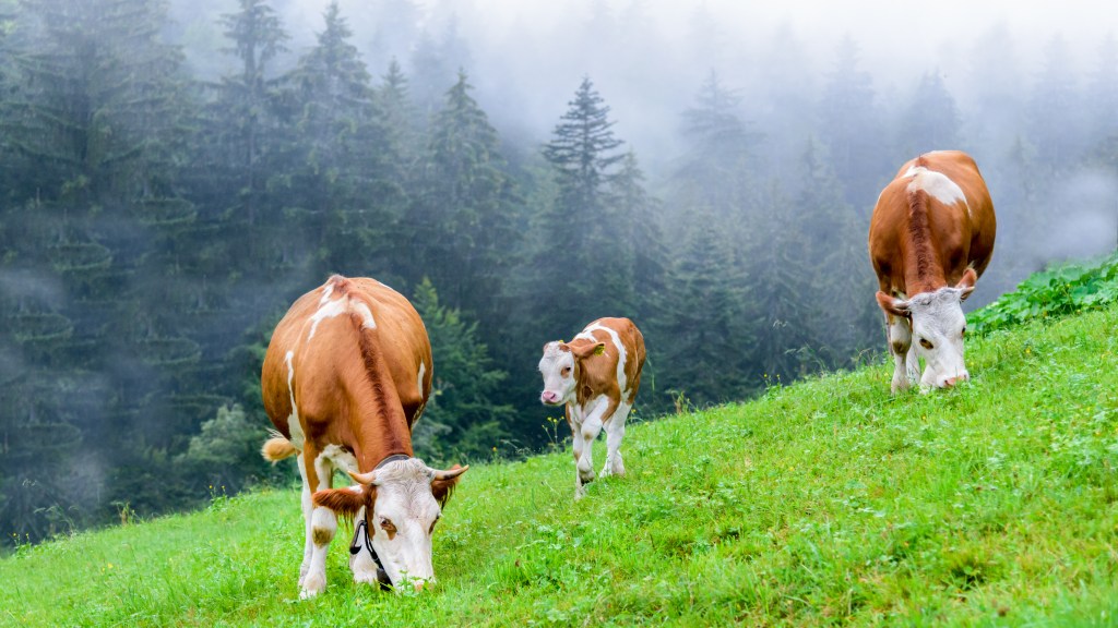 Grass-fed cattle