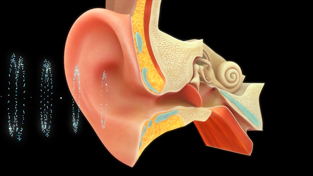 3D inner ear illustration