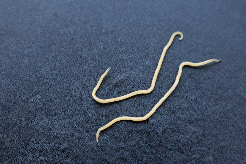 Pinworms