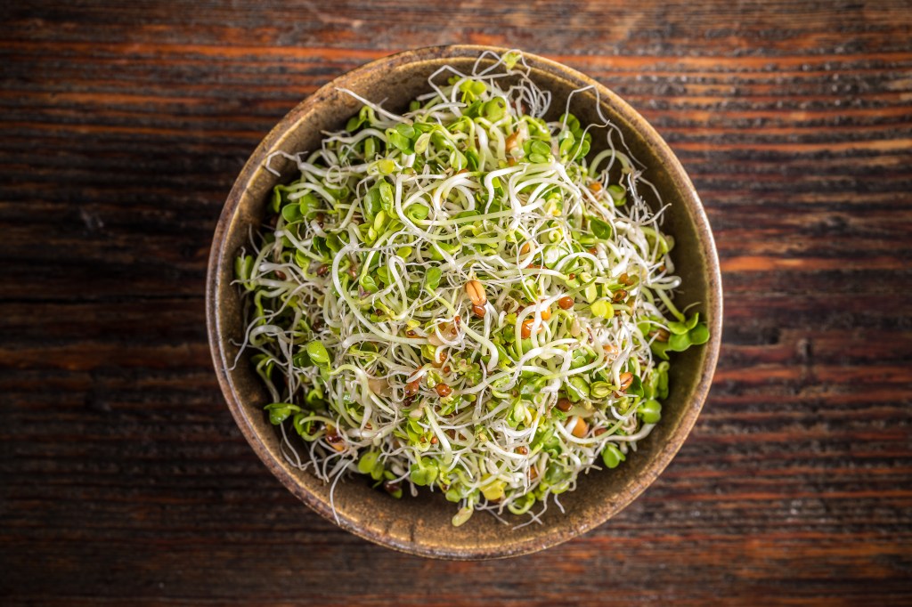 Bowl of alfalfa sprouts