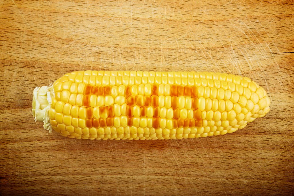 GMO corn