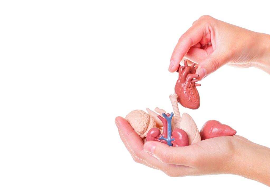 Human Organs Heart Liver Kidney