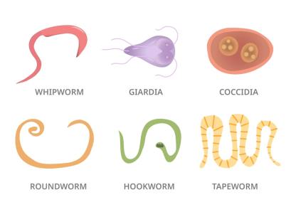 What Is a Parasite Cleanse, and Can It Work?