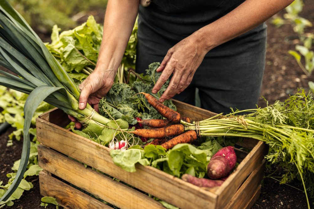 Harvested vegetables