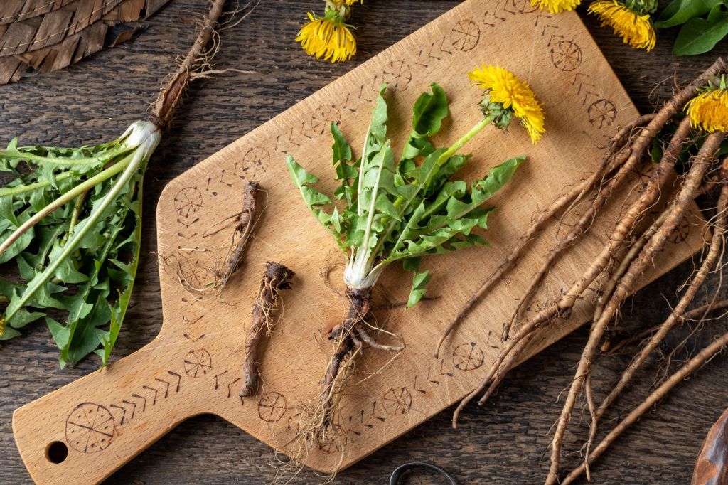 Fresh dandelion roots and leaves on a wooden cutting board Dandelion Root Benefits