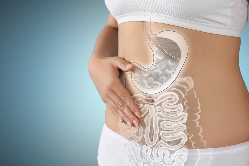 Digestive system illustration