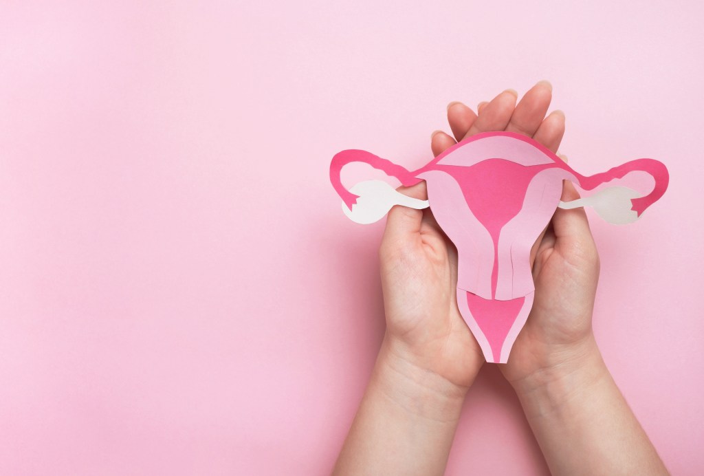 Female reproductive system