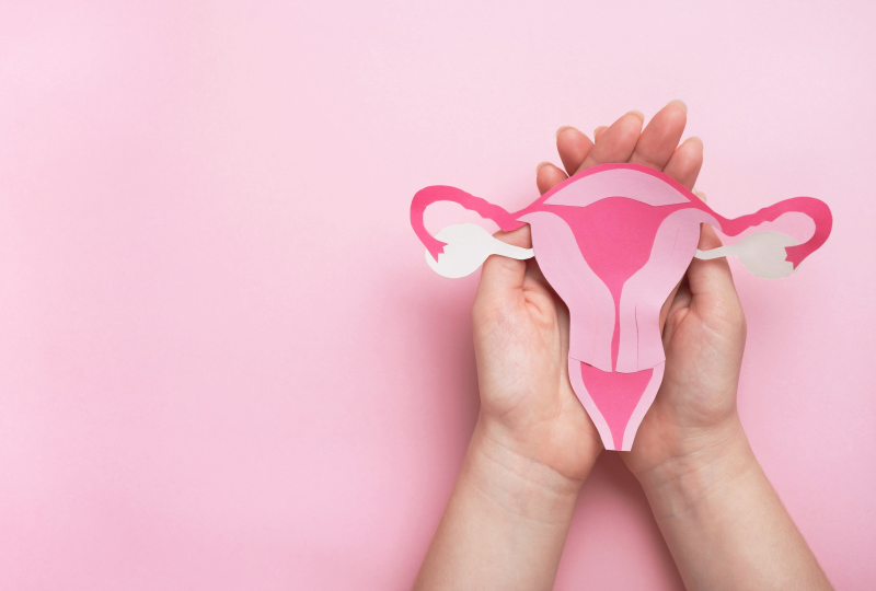 Female reproductive system