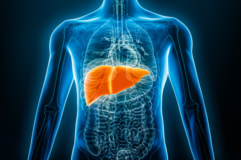Human liver illustration