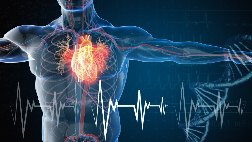 Cardiovascular system illustration