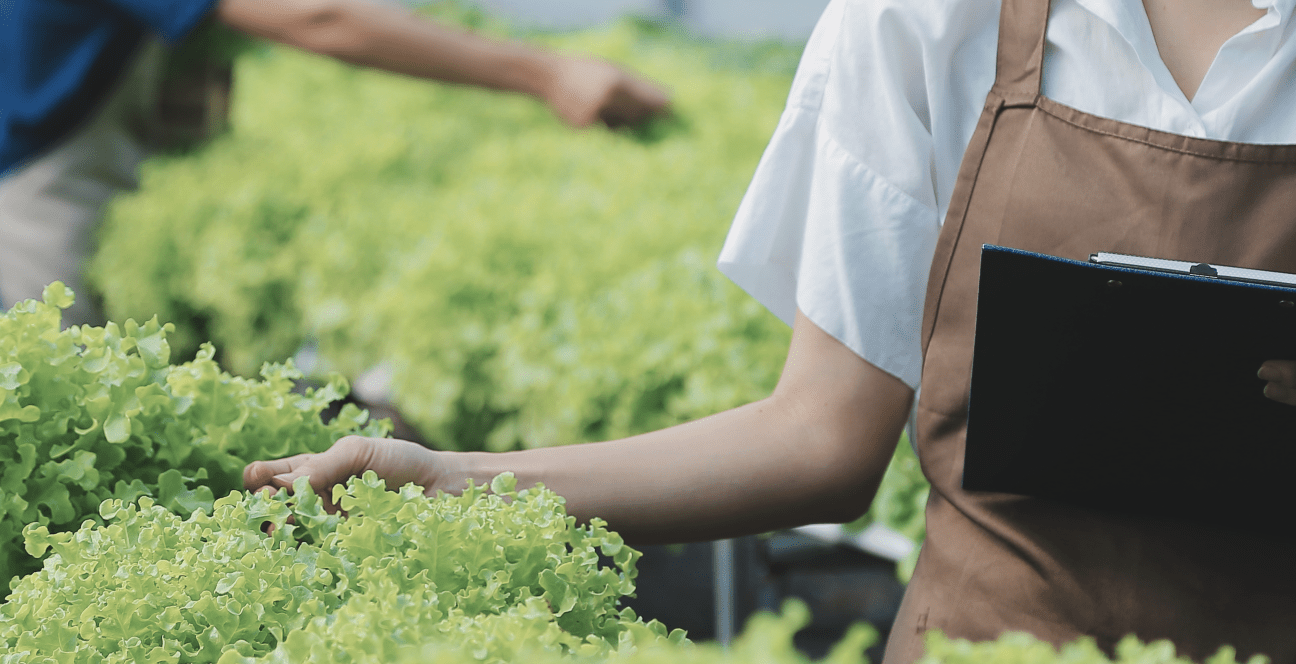 Person tending to leafy green plants