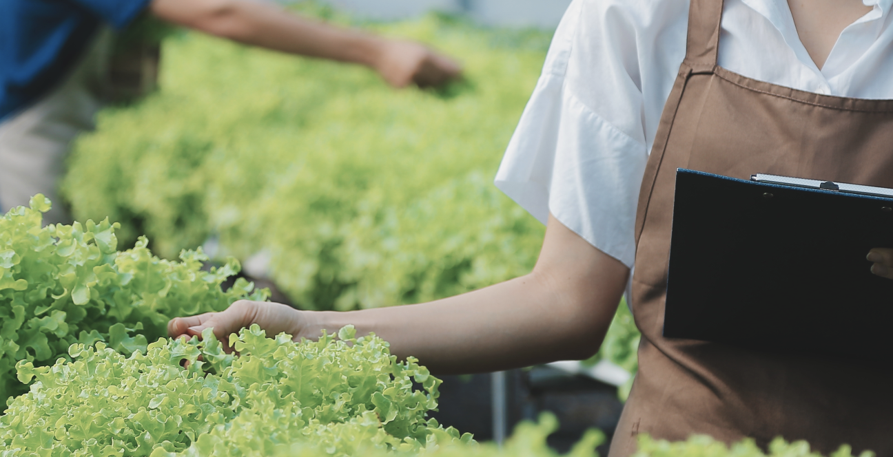 Person inspecting lettuce in greenhouse