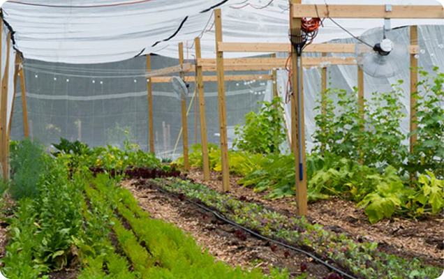 Green House Inovation