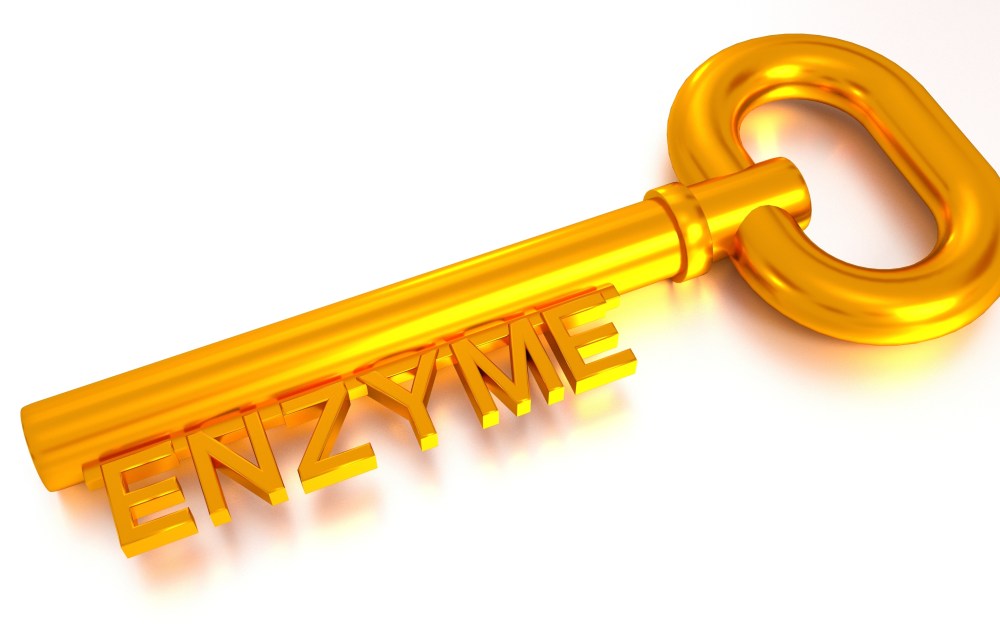 What Are Digestive Enzymes and Why Are They Important?