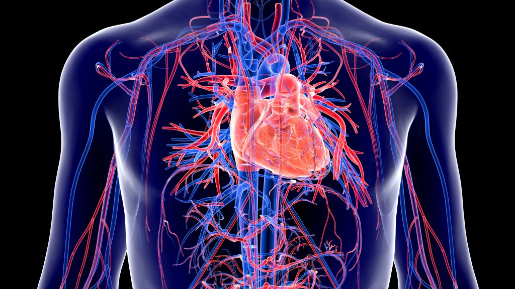 Circulatory system illustrating 