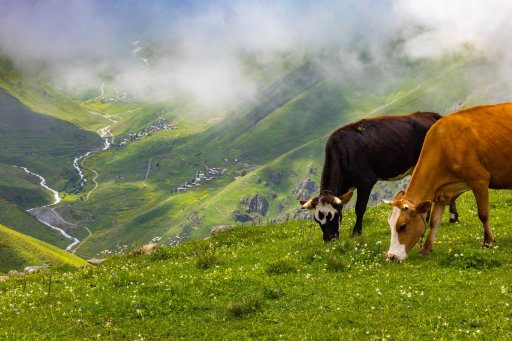 Grass-fed cattle grazing on hill