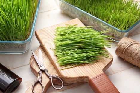 Wheatgrass Supplements: Forms and How to Choose
