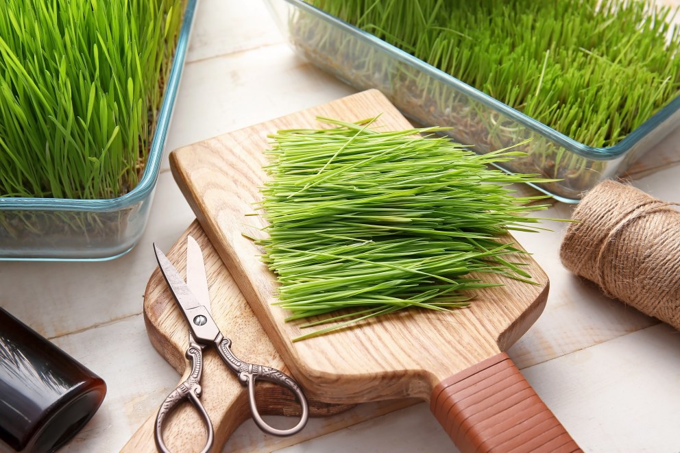 Wheatgrass Supplements: Forms and How to Choose