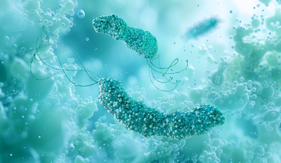 H. pylori illustration