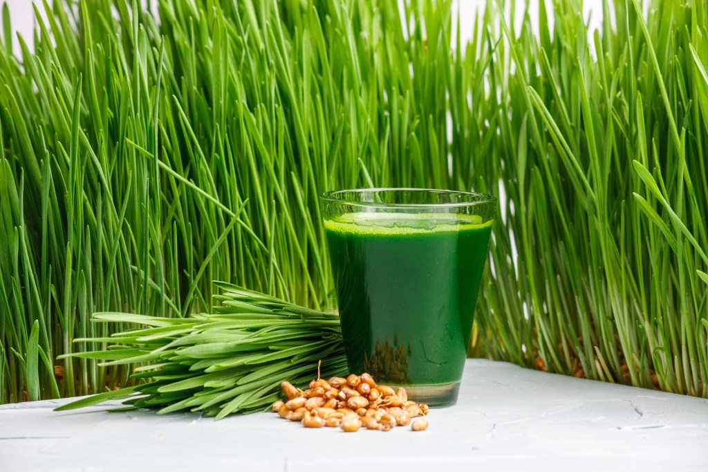 Wheatgrass juice