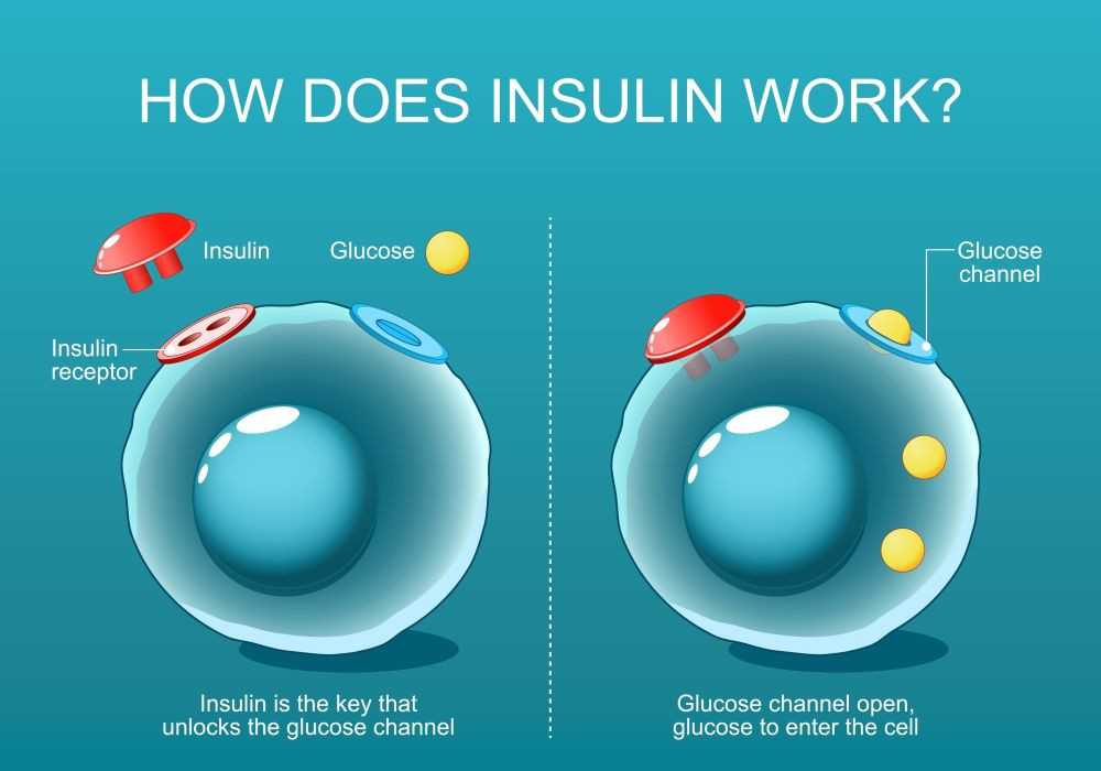 Insulin concept