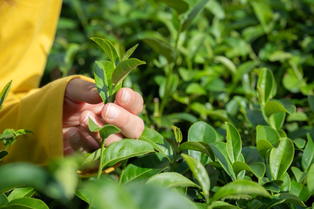 Harvesting green tea leaves